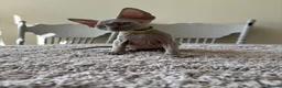 Devon Rex cats for sale: Price Reduced!TICARegisteredDevonRex lilac kittens - Advert 18