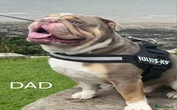 English Bulldog dogs for sale: English bulldog pups  - Image 9