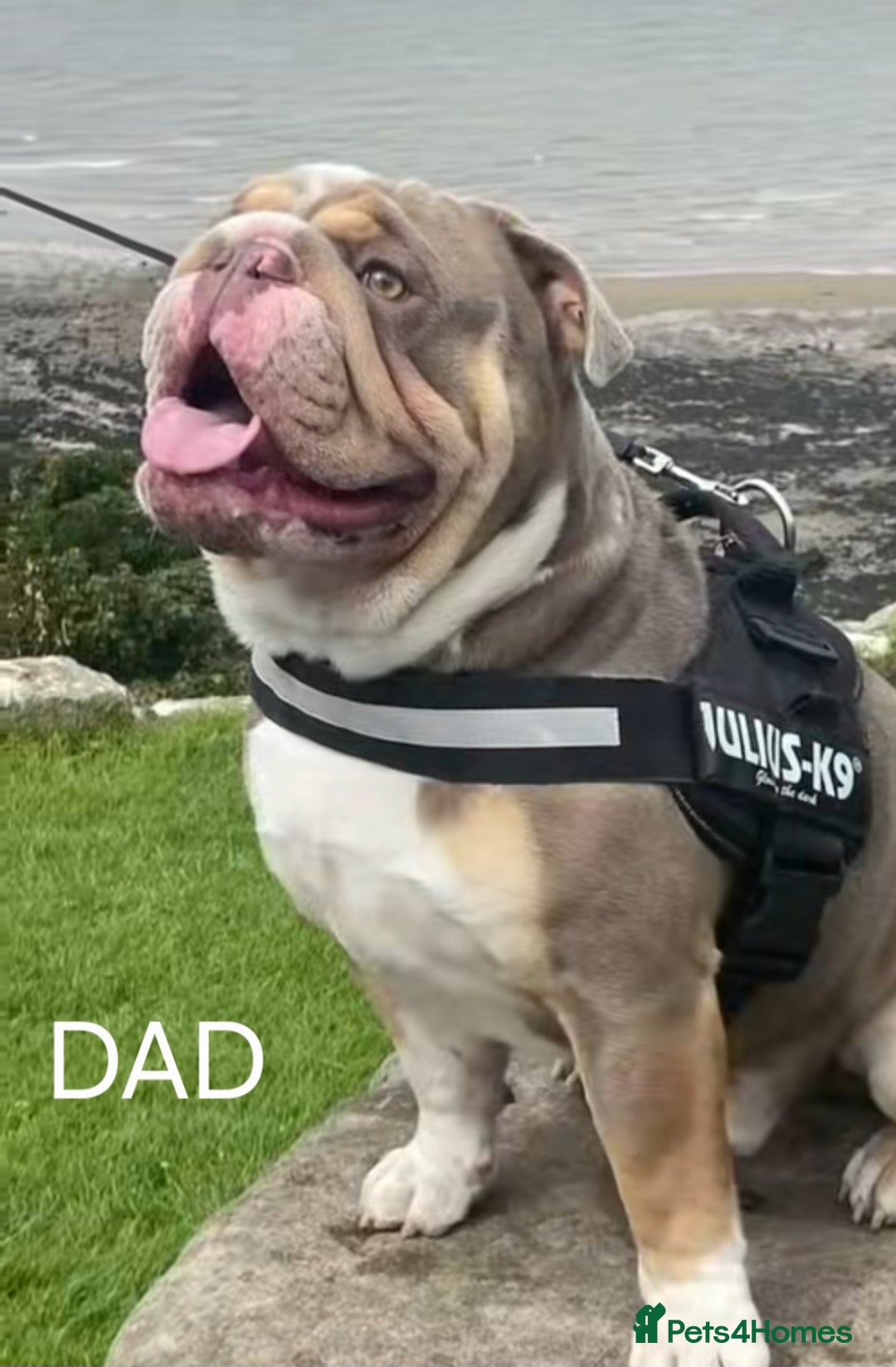 English Bulldog dogs for sale: English bulldog pups  - Image 9