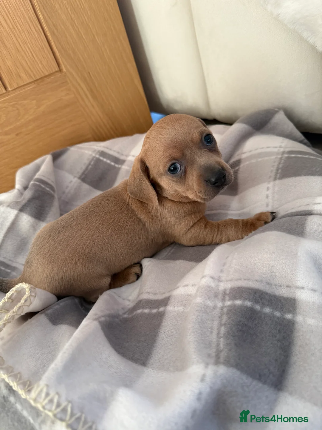 Chiweenie dogs for sale: Beautiful Chiweenie For sale - Advert 6