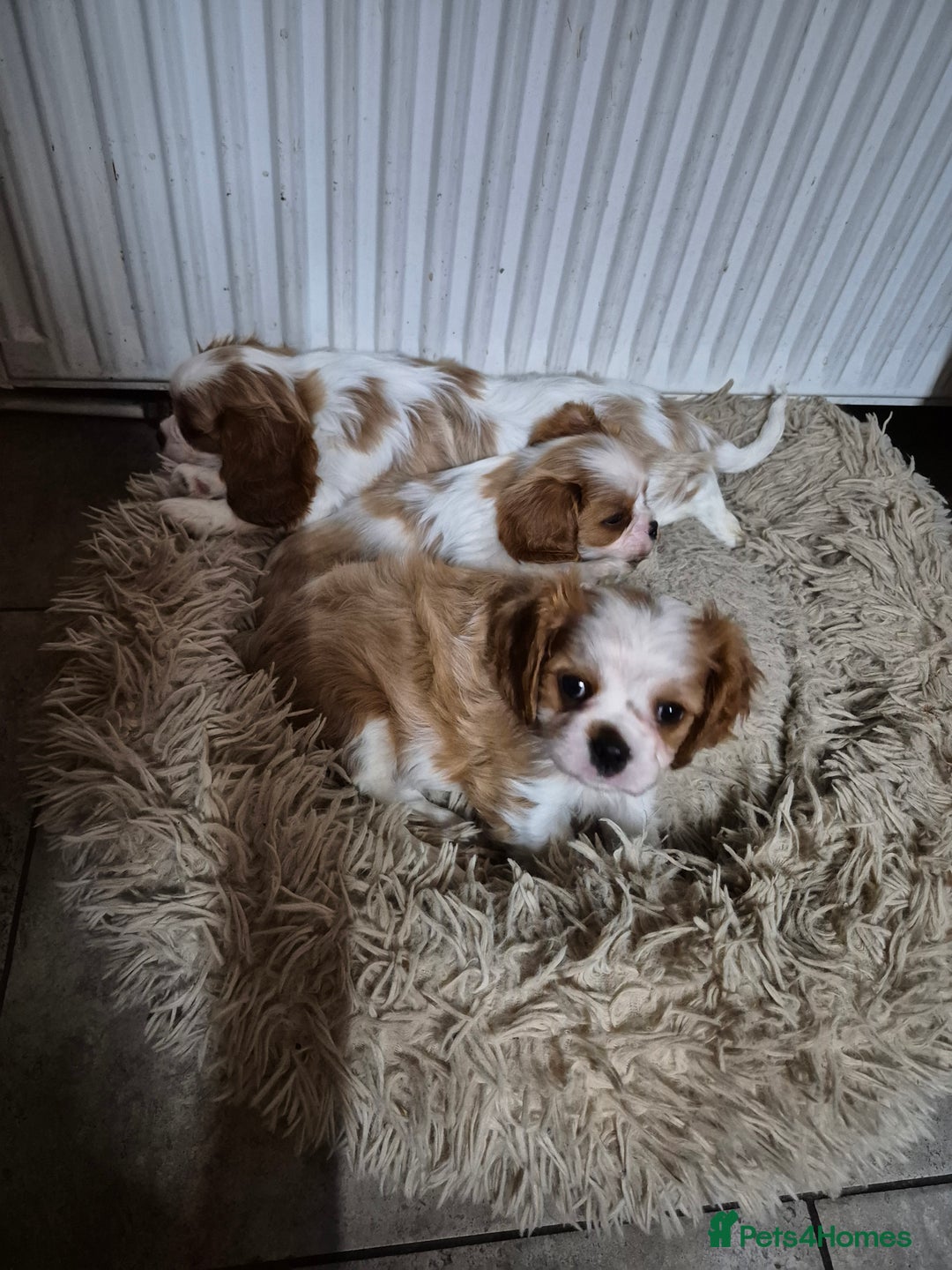 Cavalier King Charles Spaniel dogs for sale: Blenheim Cavalier King Charles spaniel puppies  - Image 8