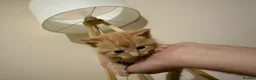 Mixed Breed cats for sale: KITTENS READY ON 10th MAY in Woodbridge - Advert 5