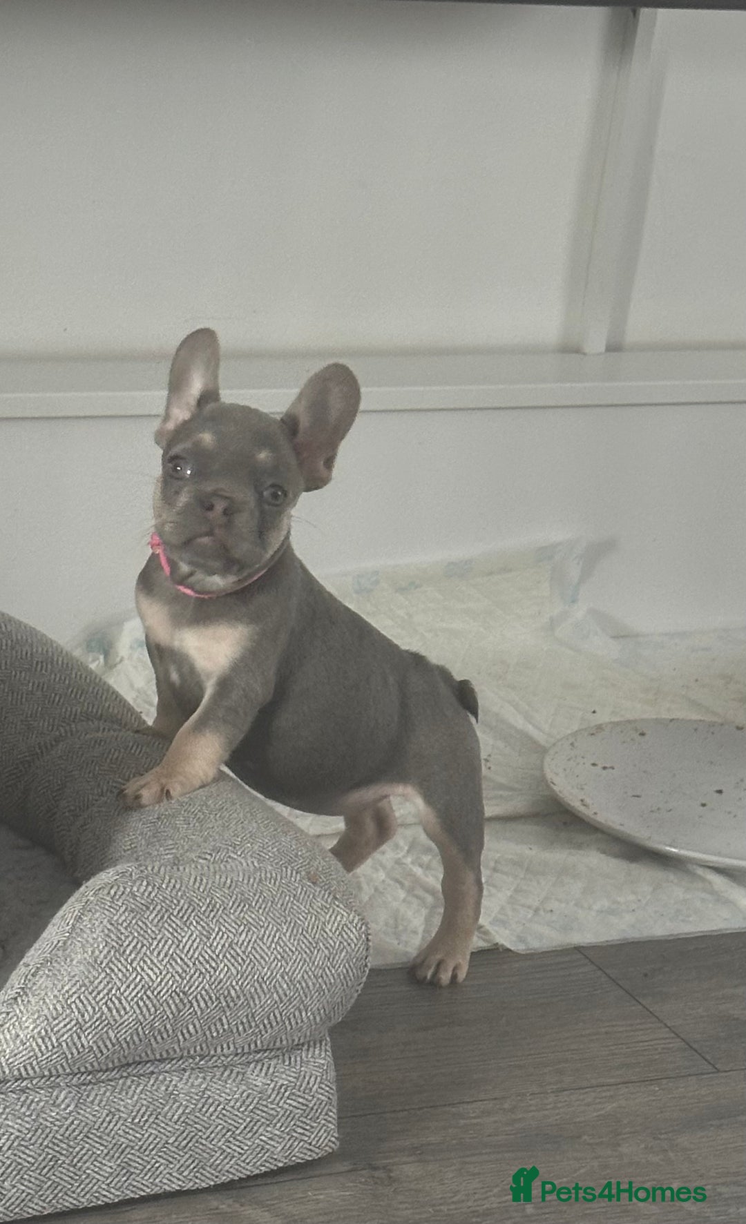 French Bulldog dogs for sale: French Bulldog 1 Fur Baby ‼️PRICE DROP £750‼️ - Image 3