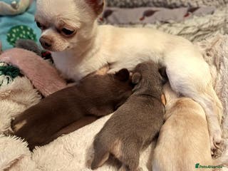 Chihuahua dogs * Three most beautiful chihuahua girls* - Advert 1