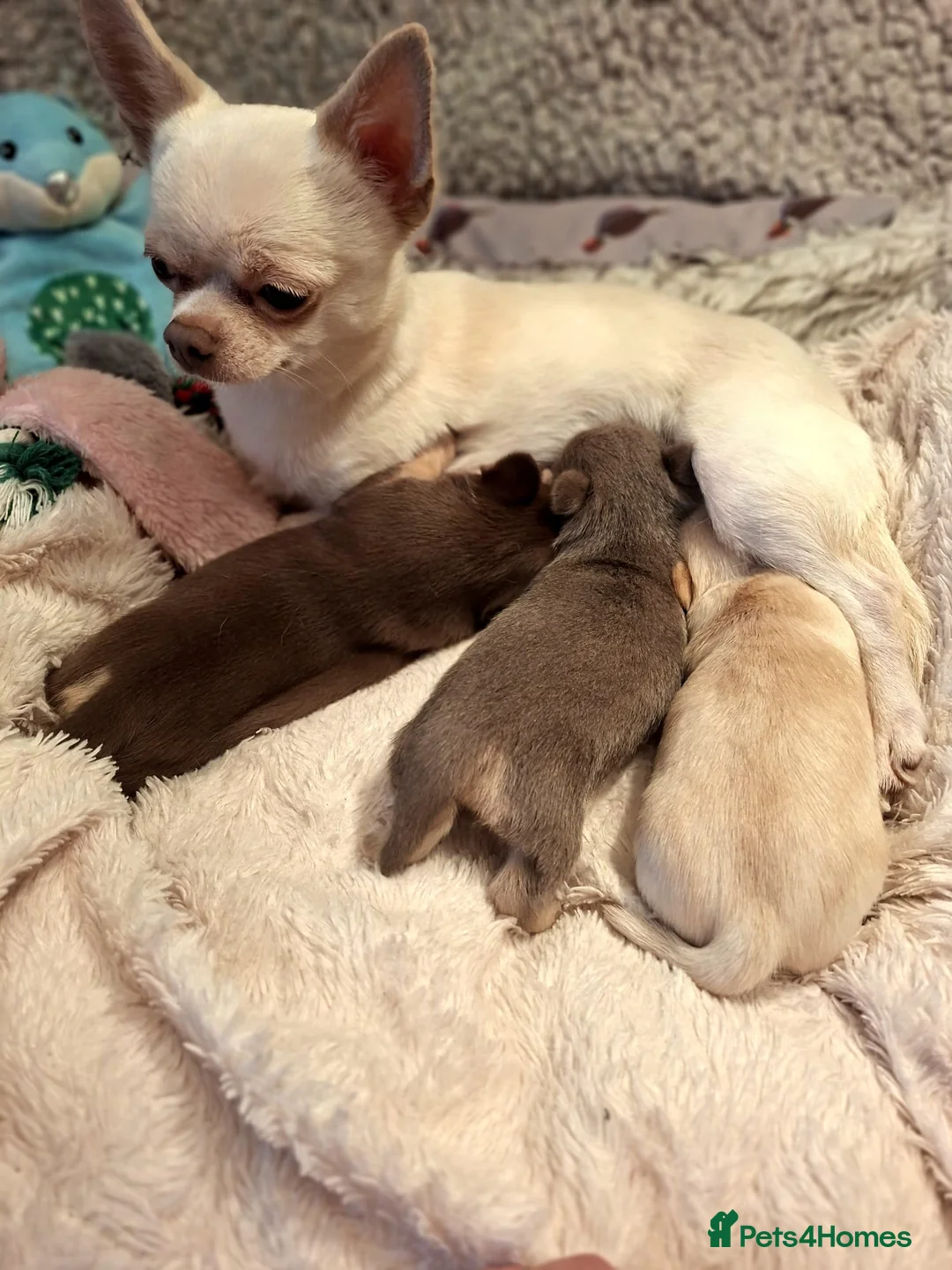 Chihuahua dogs for sale: * Ready now Chihuahua girl * - Advert 1
