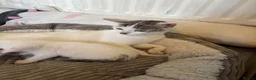 Domestic Shorthair cats for sale: 4 beautiful domestic shorthair kittens for sale  in Bradford - Advert 2