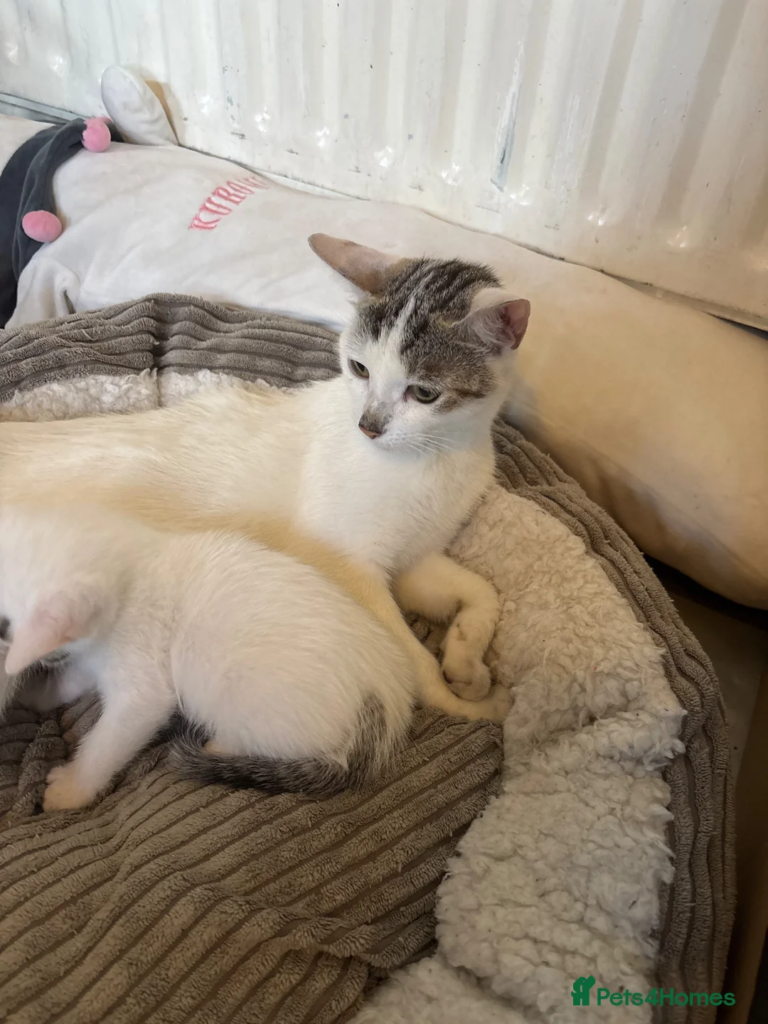Domestic Shorthair cats for sale: 4 beautiful domestic shorthair kittens for sale  in Bradford - Advert 2