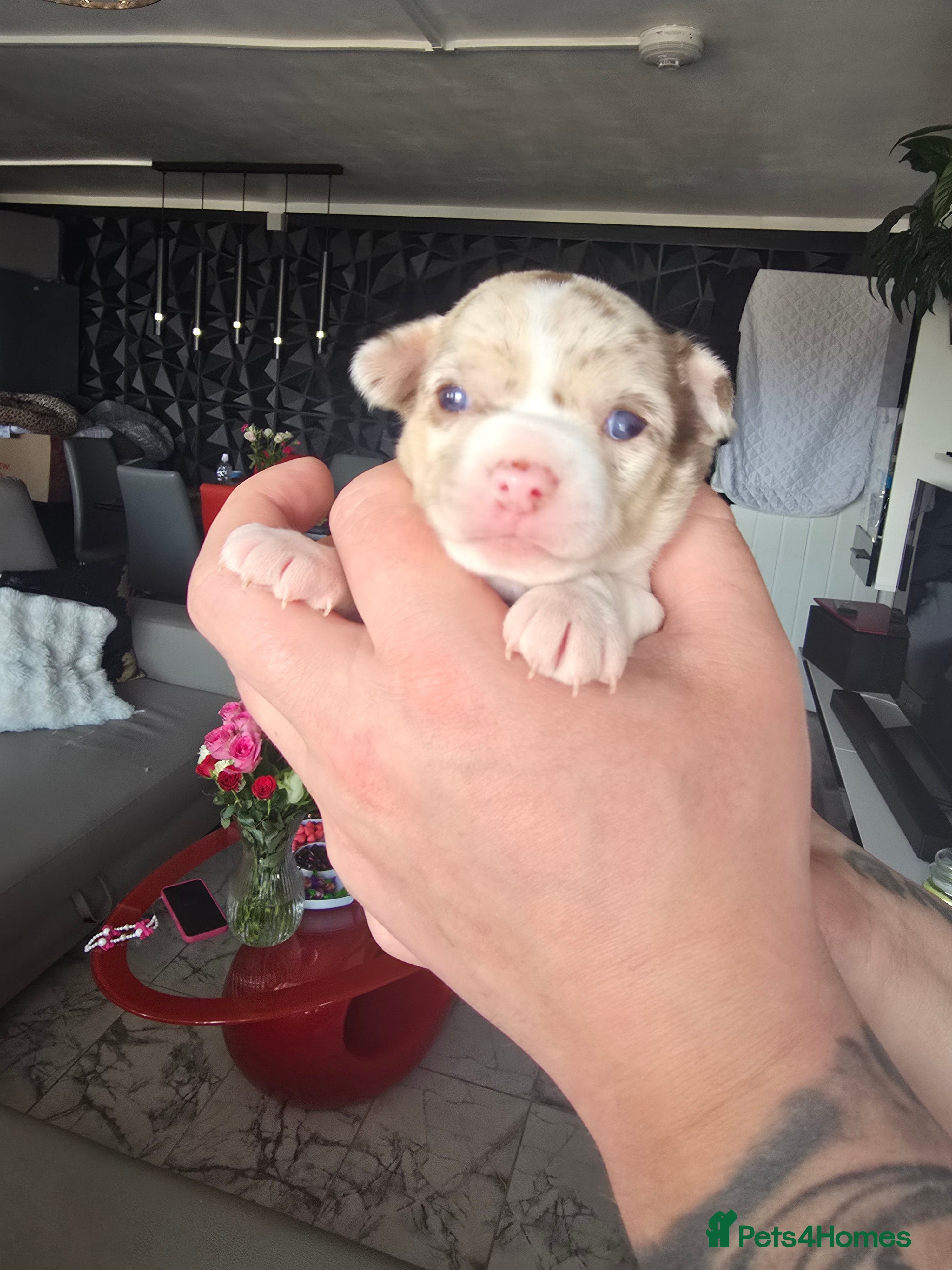 Chihuahua dogs Chiuhuhua cap short-haired - Advert 4