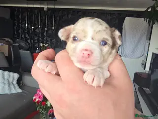 Chihuahua dogs Chiuhuhua cap short-haired - Advert 4