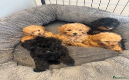Toy Poodle dogs for sale: Rare parti/phantom Kc Reg Toy Poodle Puppies - Image 4
