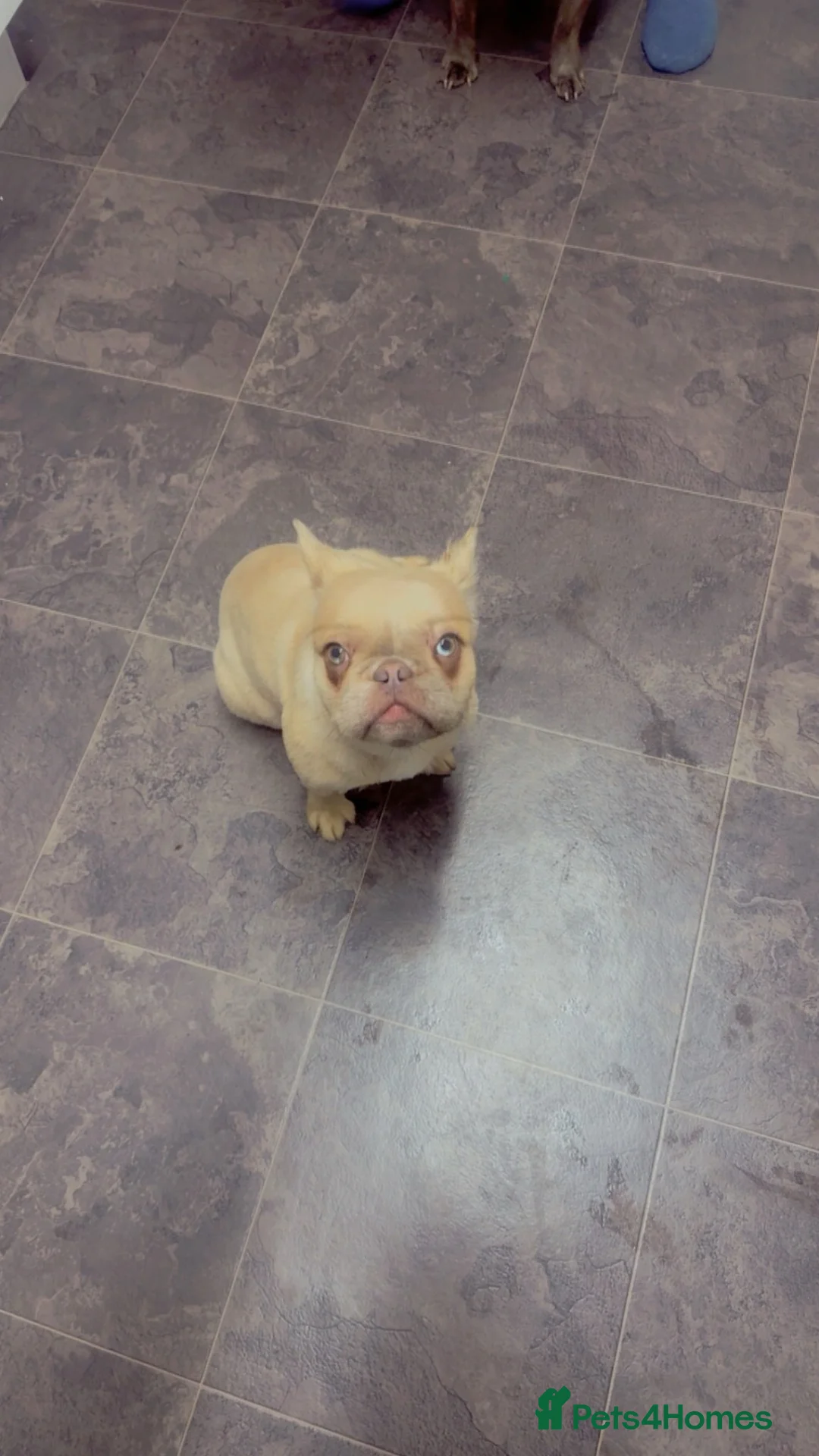 French Bulldog dogs for sale: Luna the beautiful little girl  in Pontefract - Advert 3
