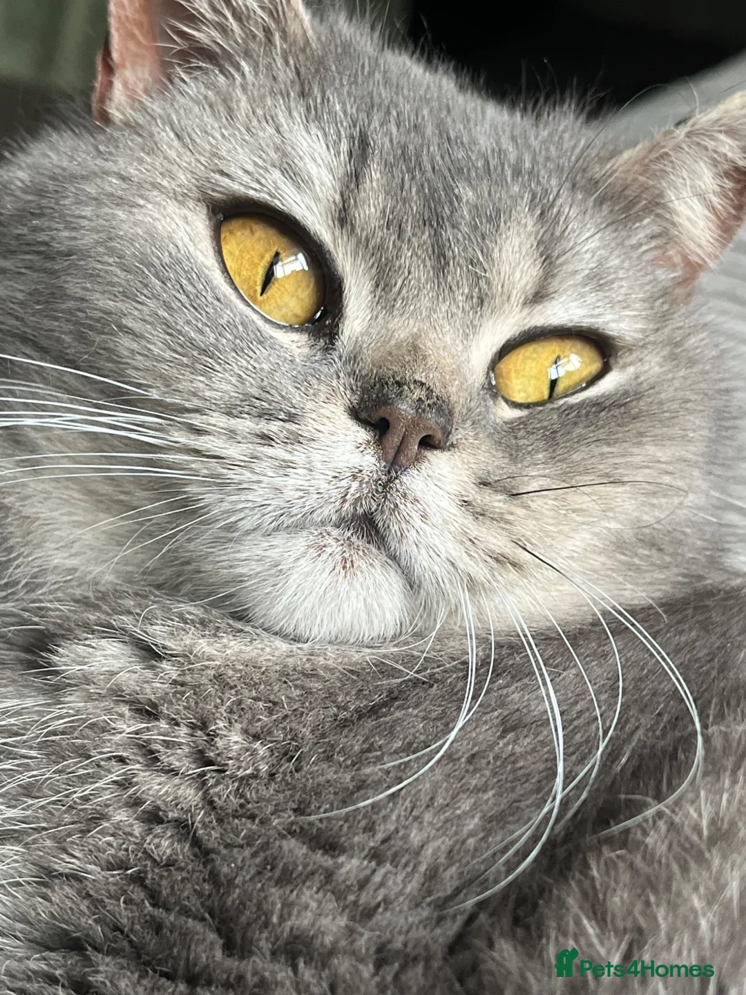 British Shorthair cats for sale: Grand imperial champion parent & grandparents  - Advert 1