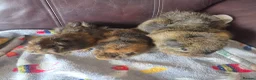 Guinea Pig rodents for sale: Baby guinea pigs, 1 girl, 1 boy - Advert 18