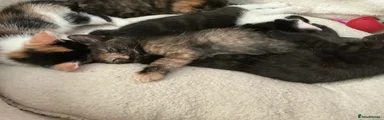 Mixed Breed Kitten 2