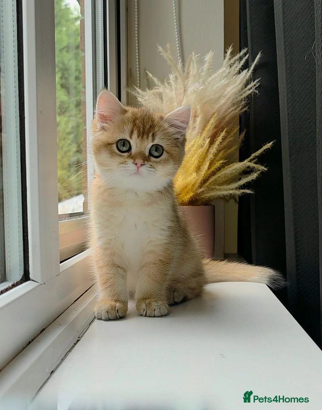 British Shorthair cats for sale: Exceptional GCCF Golden British Shorthair Kittens - Advert 1