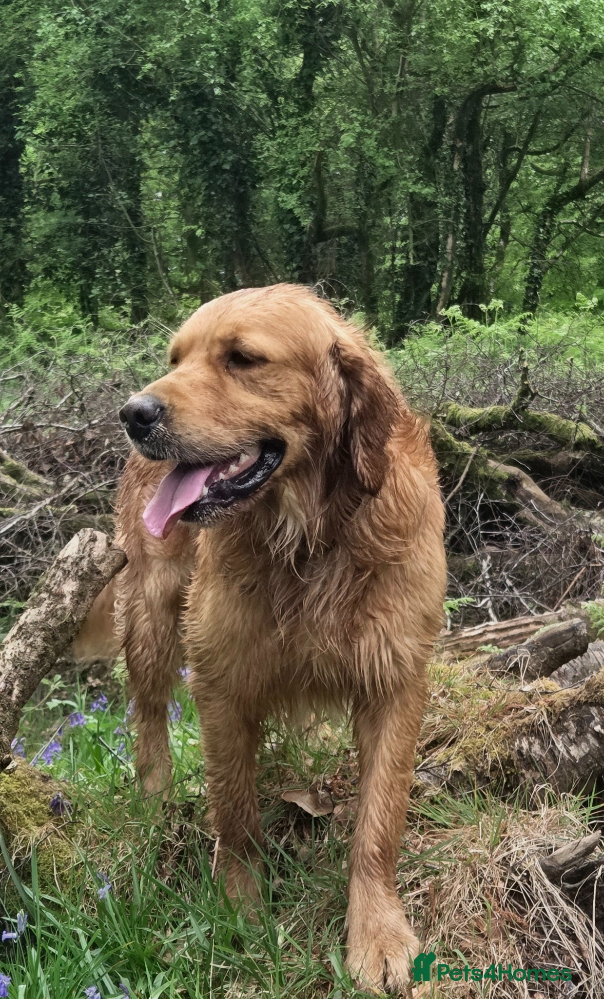 Golden Retriever dogs KC Health tested Working Golden Retriever Stud  - Advert 2