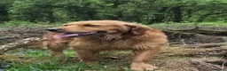 Golden Retriever dogs for stud: KC Health tested Working Golden Retriever Stud  - Advert 2