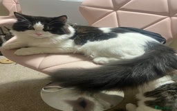 Persian cats for sale: Talkative Persian boy  - Image 1