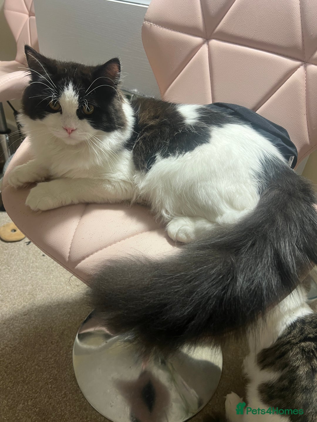 Persian cats for sale: Talkative Persian boy  - Image 1