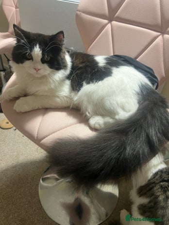 Persian cats Talkative Persian boy - Advert 5