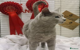 Russian Blue cats for stud: STUD ONLY Russian Blue Champion GCCF & TICA - Image 9