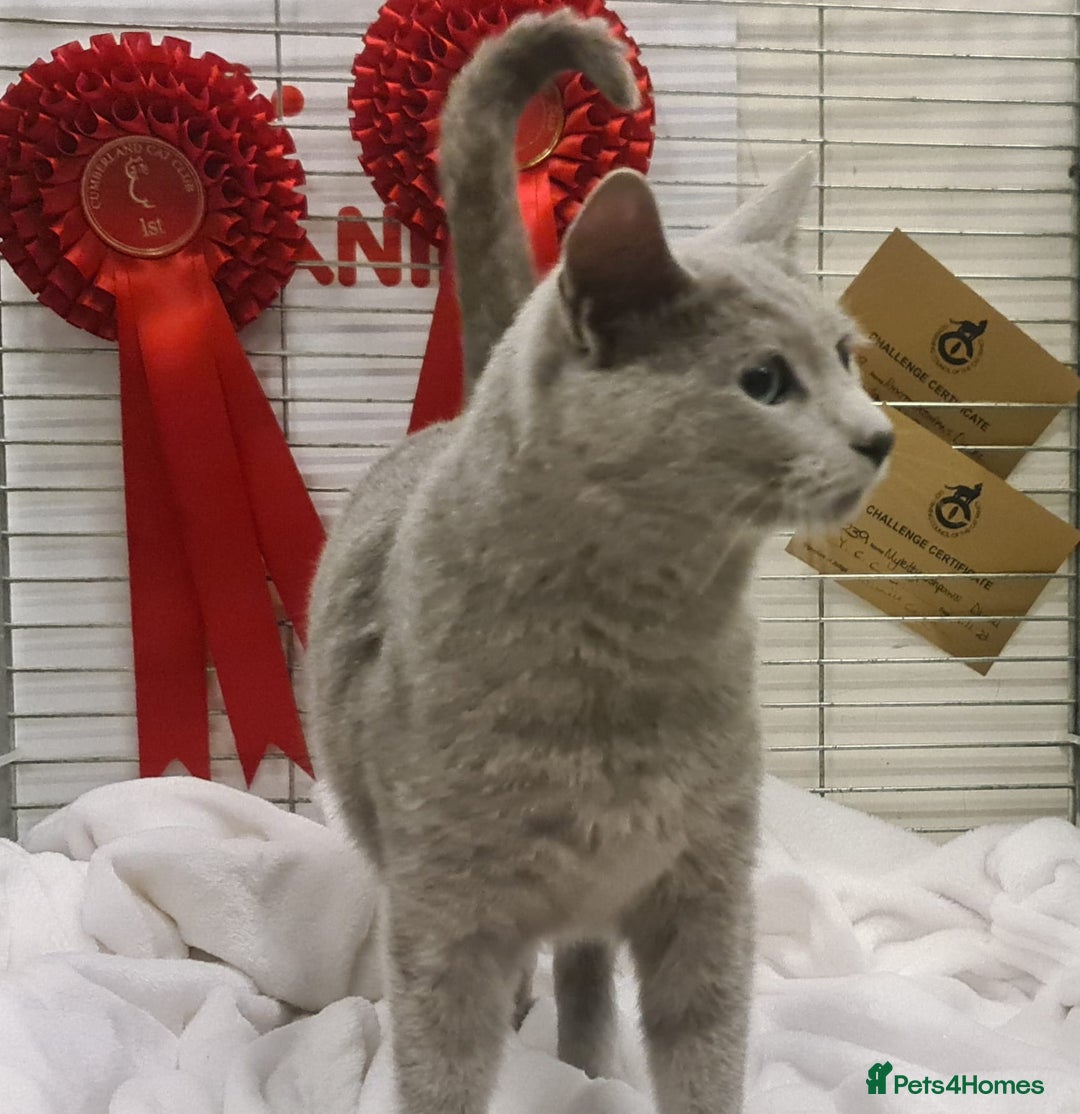 Russian Blue cats for stud: STUD ONLY Russian Blue Champion GCCF & TICA - Image 9