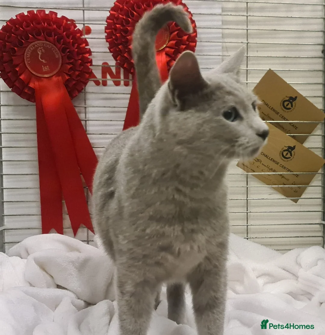 Russian Blue cats for stud: STUD Russian Blue CHAMPION GCCF & TICA - Advert 1