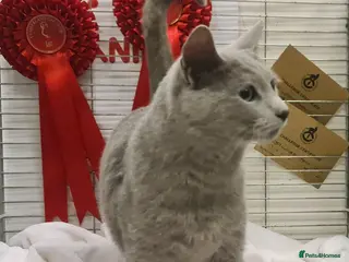 Russian Blue cats STUD Russian Blue CHAMPION GCCF & TICA - Advert 8