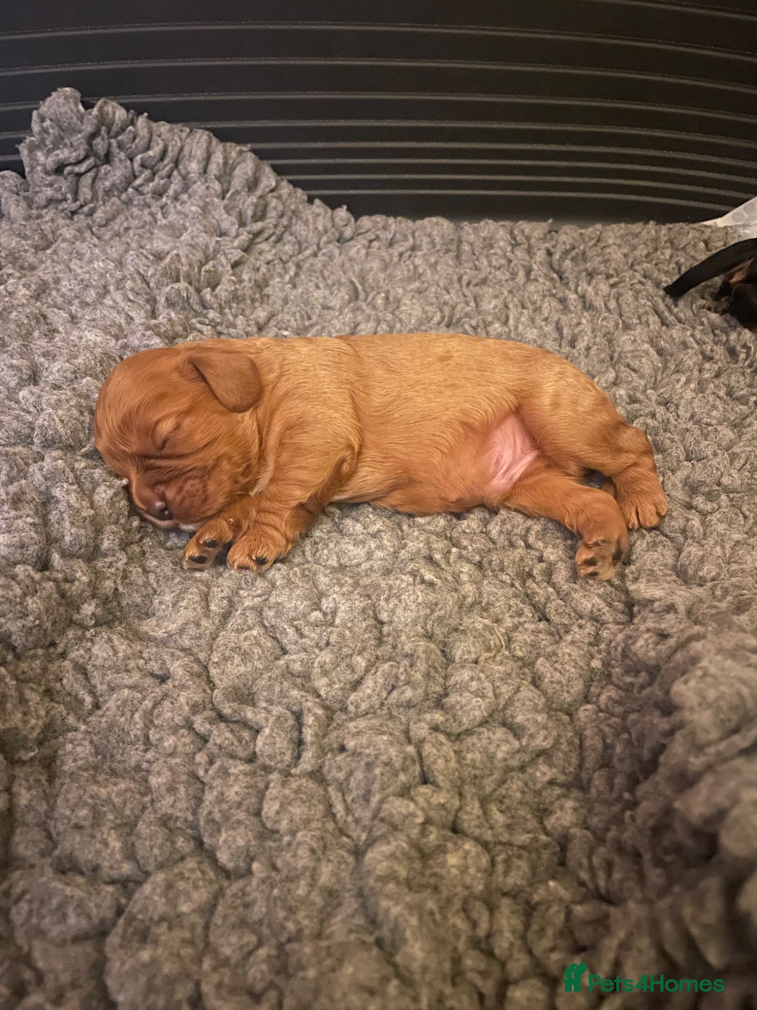 Cavalier King Charles Spaniel dogs for sale: King Charles cavalier babies  - Advert 5