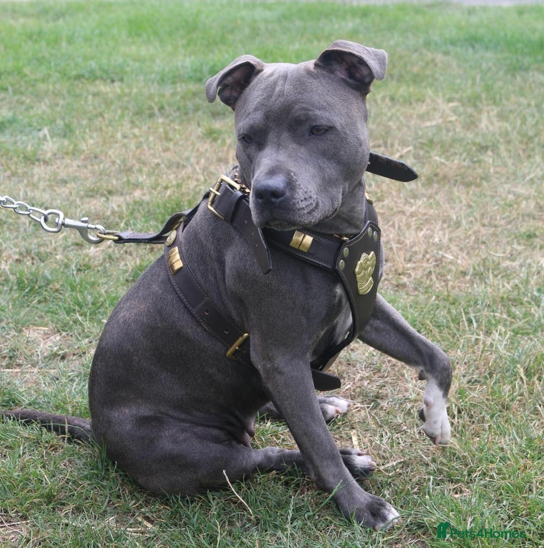 Staffordshire Bull Terrier dogs for sale: ForSale blue Staffordshire staffy pups 1 GIRL LEFT - Image 3