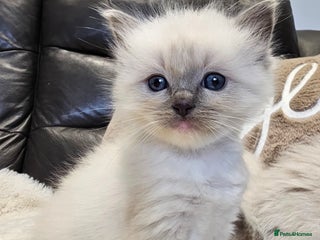 Ragdoll cats Stunning ragdoll kittens - Advert 7