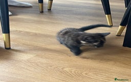 British Shorthair cats for sale: 3 beautiful and playful kittens  - Image 13