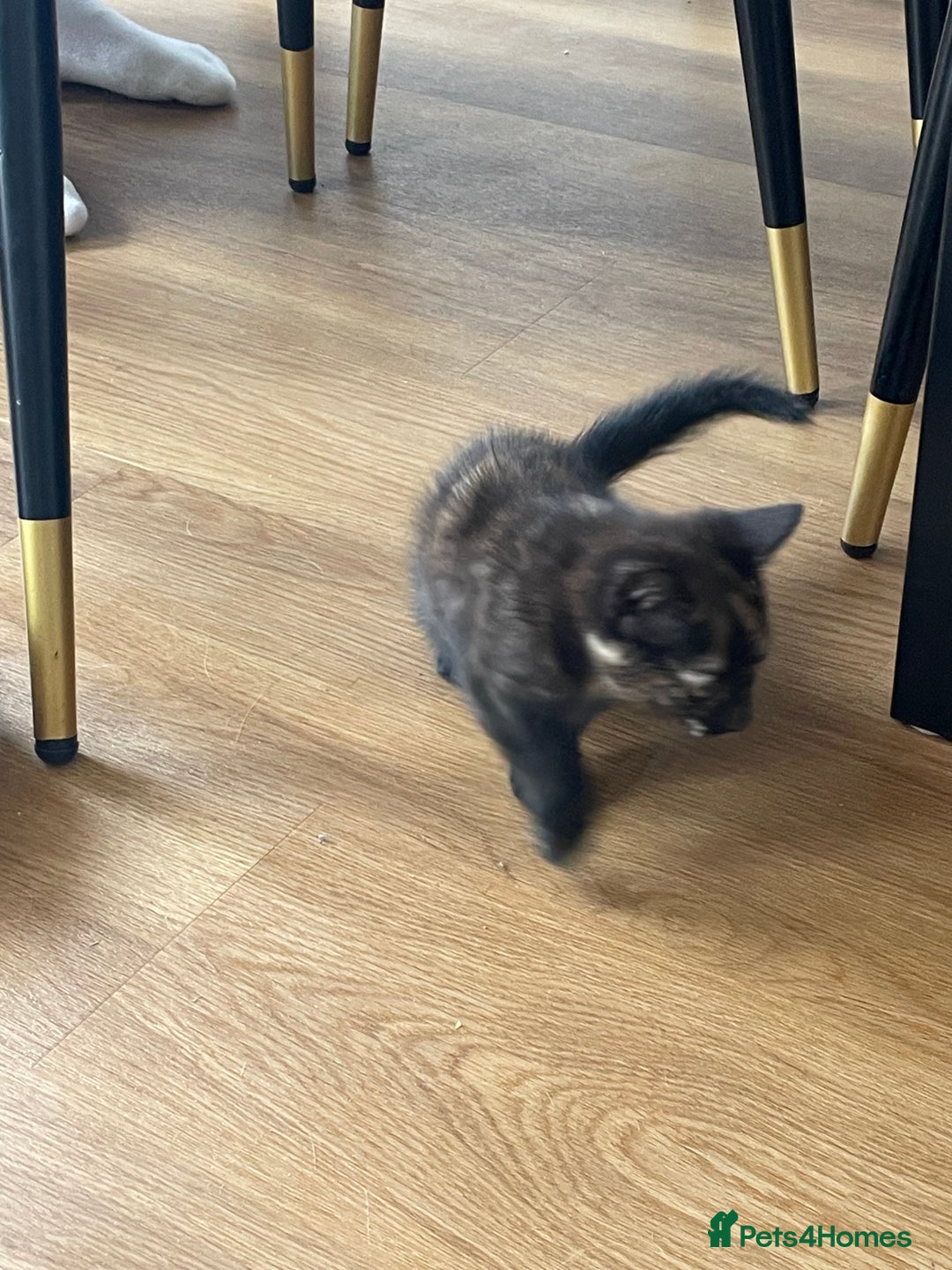 British Shorthair cats for sale: 3 beautiful and playful kittens  - Image 13