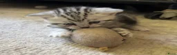 British Shorthair cats for sale: GCCF reg BSH BLACK SILVER TABBY KITTENS in Halifax - Advert 5