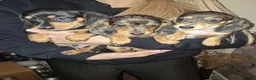 Dachshund dogs for sale: Miniature dachshunds boys and girls  - Advert 10