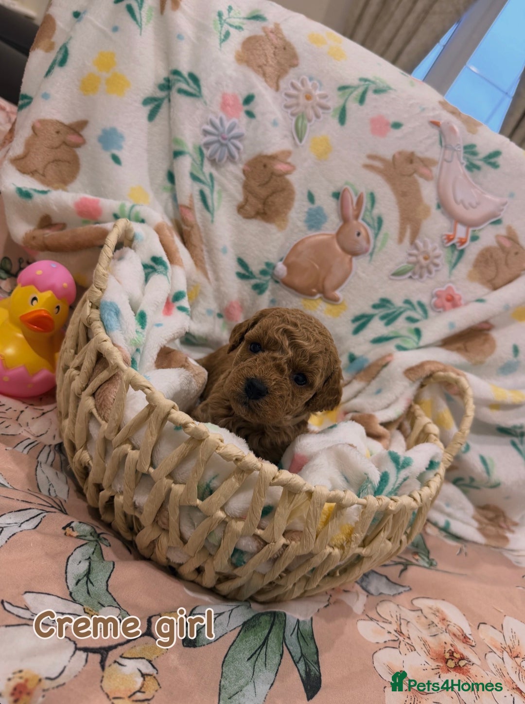 Cavapoo dogs for sale: Cavapoos 5 star licensed breeder - Advert 3