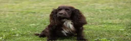 Cocker Spaniel dogs for stud: Fully Health Tested Working Cocker  in Maidstone - Advert 7