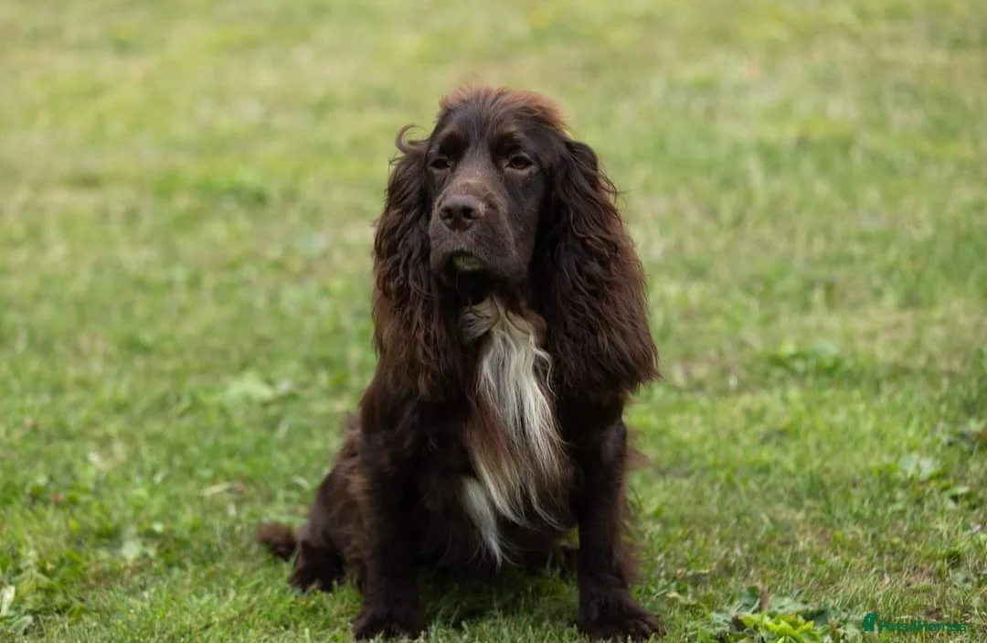 Cocker Spaniel dogs for stud: Fully Health Tested Working Cocker  in Maidstone - Advert 7
