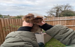 Guinea Pig rodents for sale: Beautiful male Guinea pig  - Advert 3