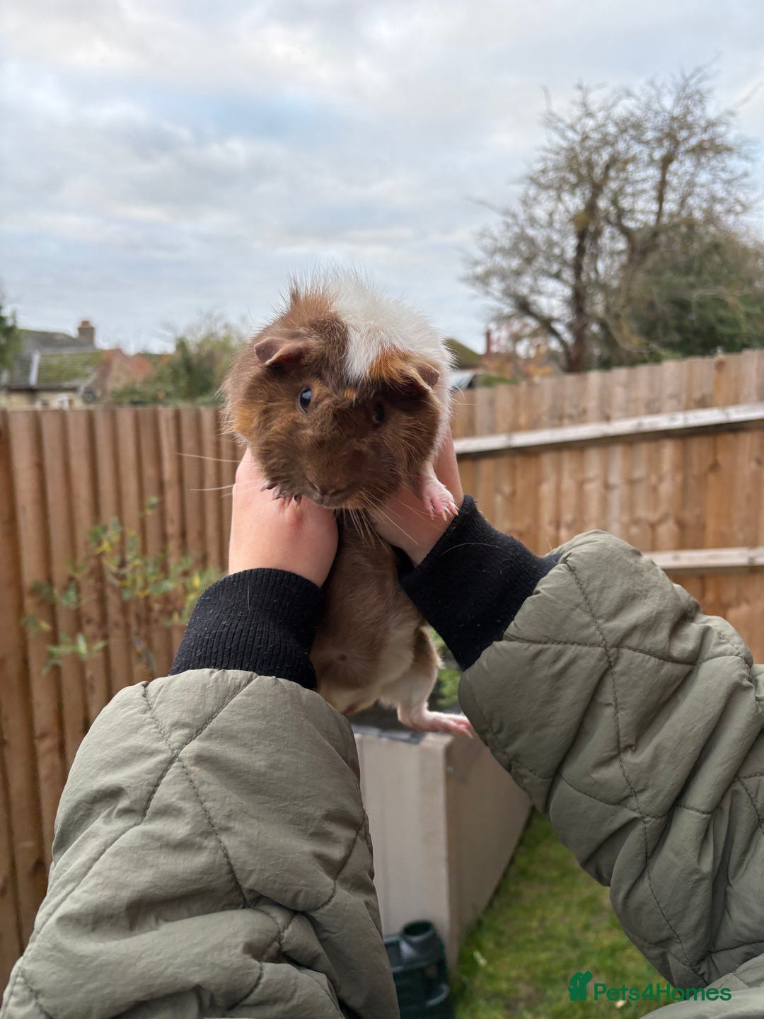 Guinea Pig rodents for sale: Beautiful male Guinea pig  - Advert 3