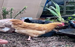 Chickens poultry for sale: 2 Buff Orphington & 1 lavender Orpington Rooster   - Image 4