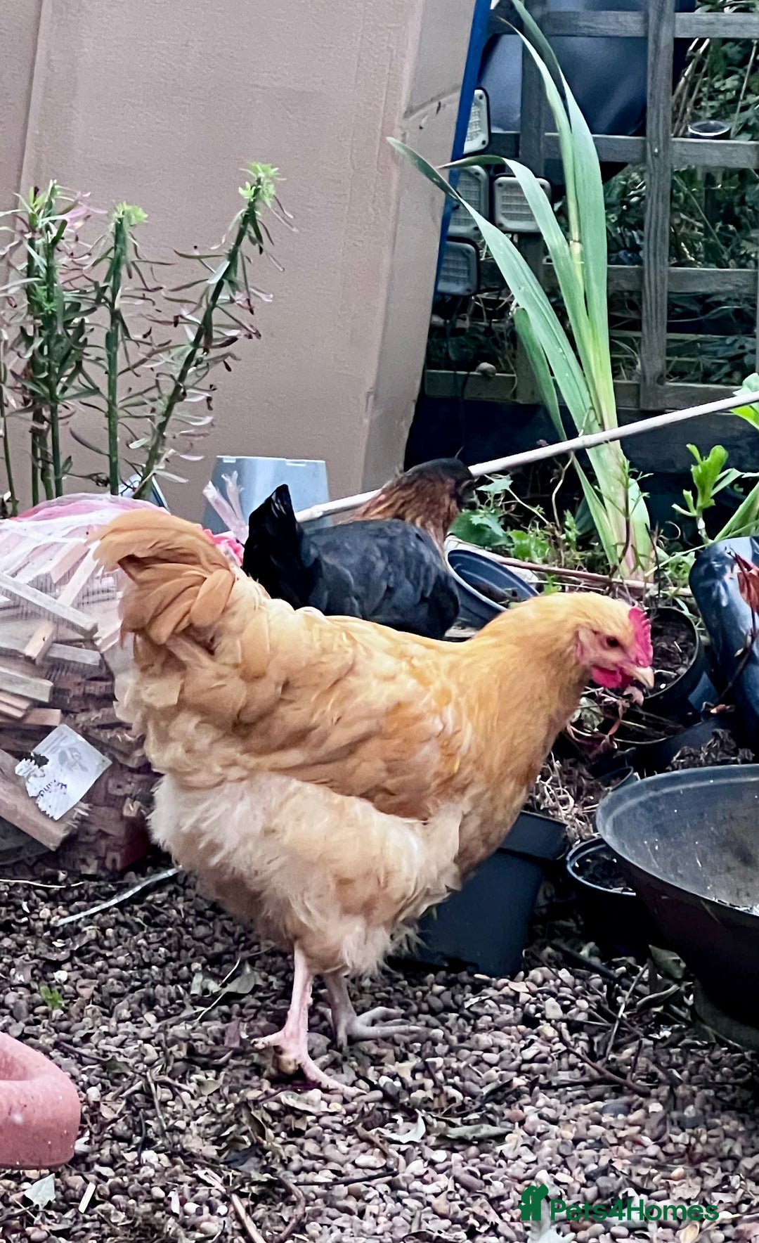 Chickens poultry for sale: 2 Buff Orphington & 1 lavender Orpington Rooster   - Image 4