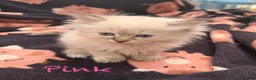 Mixed Breed cats for sale: Scottish Fold/Ragdoll in Colchester - Advert 15