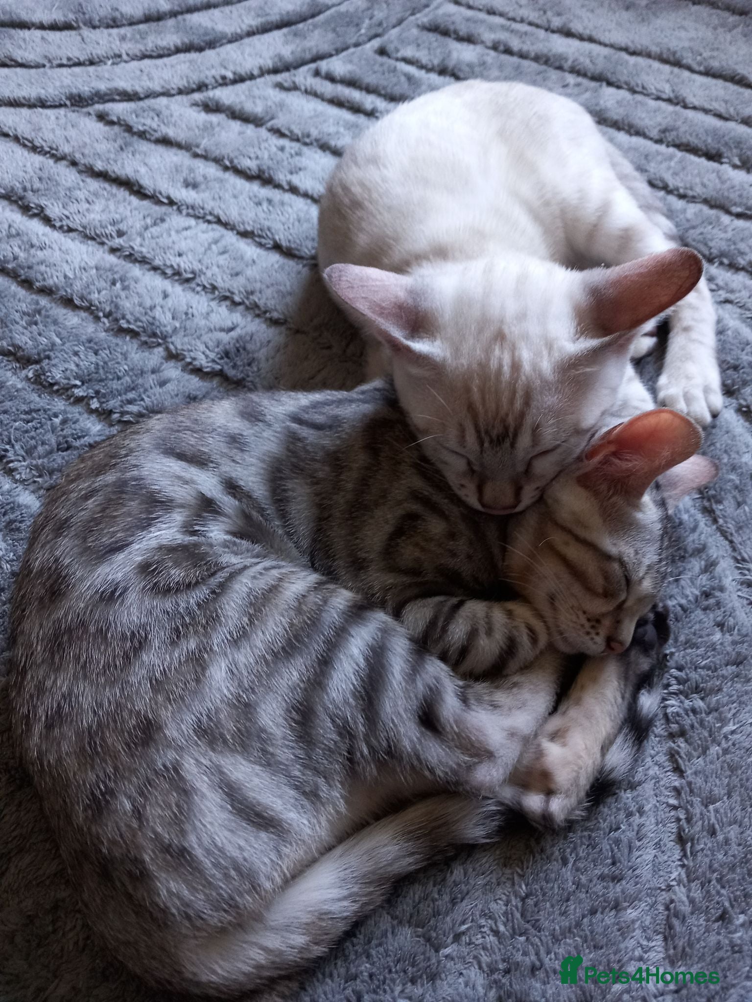 Bengal cats ✨Bengal Kittens Ready for Their Forever Homes✨ - Advert 12