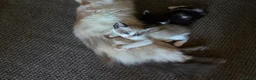 Ragdoll cats for sale: Mixed breed ragdolls.  - Advert 27