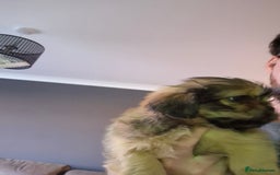 Mixed Breed dogs for sale: Shih Tzu pekingnese cross - Image 4