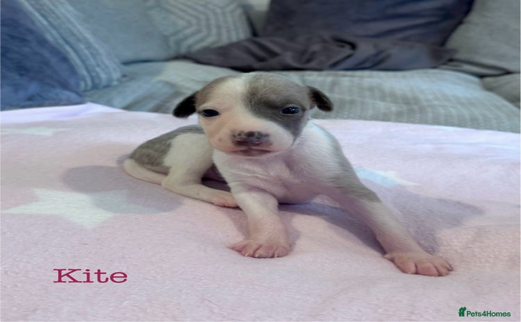 Whippet dogs - Advert 1