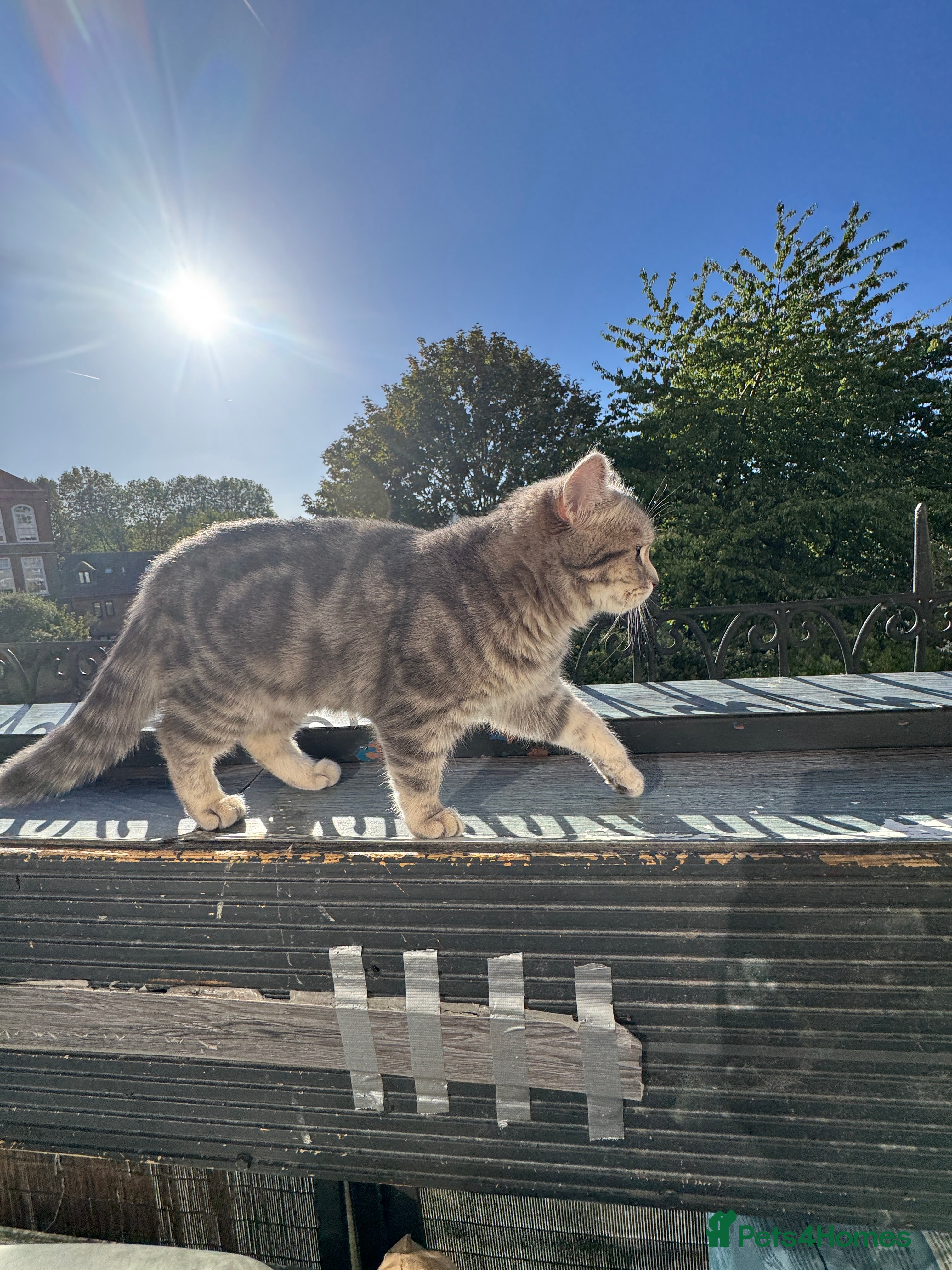 Scottish Fold cats Scottish Straight ears Kittens available  - Advert 2