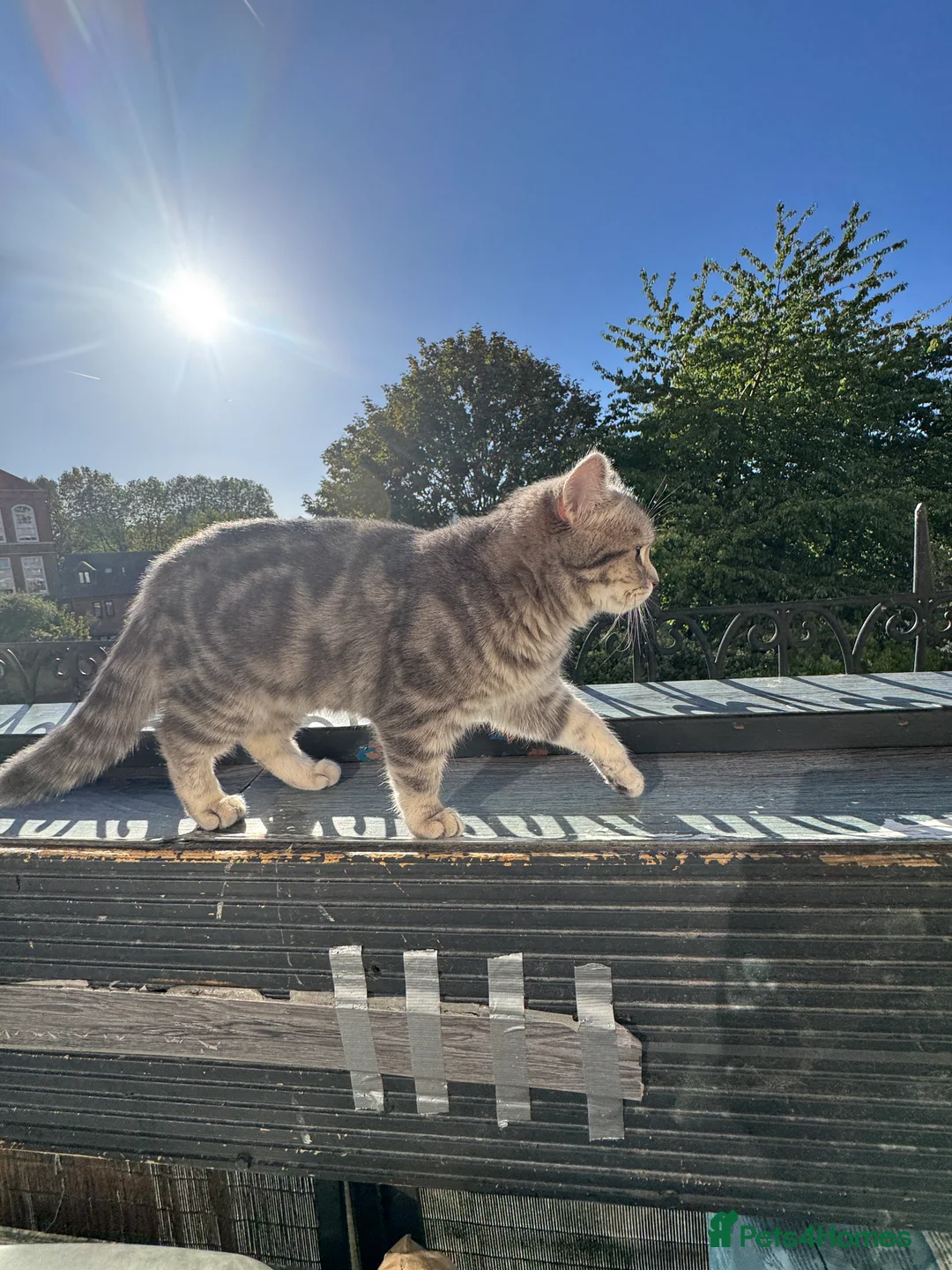 Scottish Fold cats for sale: Scottish Straight ears Kittens available  - Advert 2