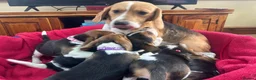 Beagle dogs for sale: Beautiful Beagle puppies for sale - Advert 3